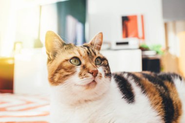 Halı salon üzerinde şirin kedi 