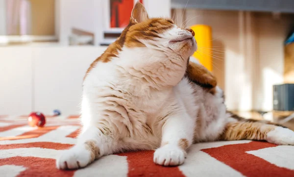 Милая кошка на ковре гостиной — стоковое фото
