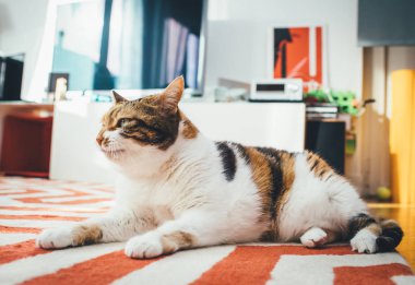 Halı salon üzerinde mutlu sevimli kedi 