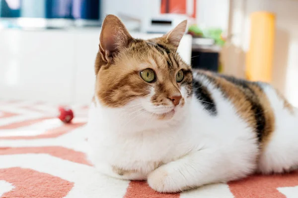 Cute cat on carpet living room — Stock Photo, Image