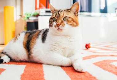 Halı salon üzerinde şirin kedi 