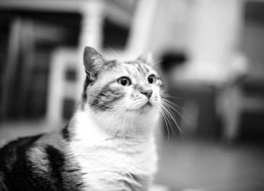 Şirin kedi siyah ve beyaz fotoğraf poz