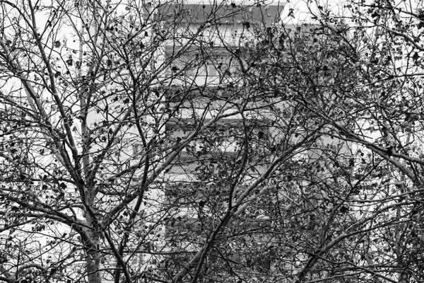 Wysoki budynek mieszkalny z drzewa z przodu - czarno-białe — Zdjęcie stockowe