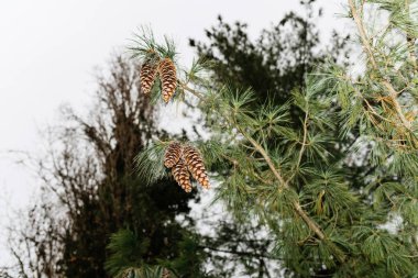 five fir-tree pine cones clipart