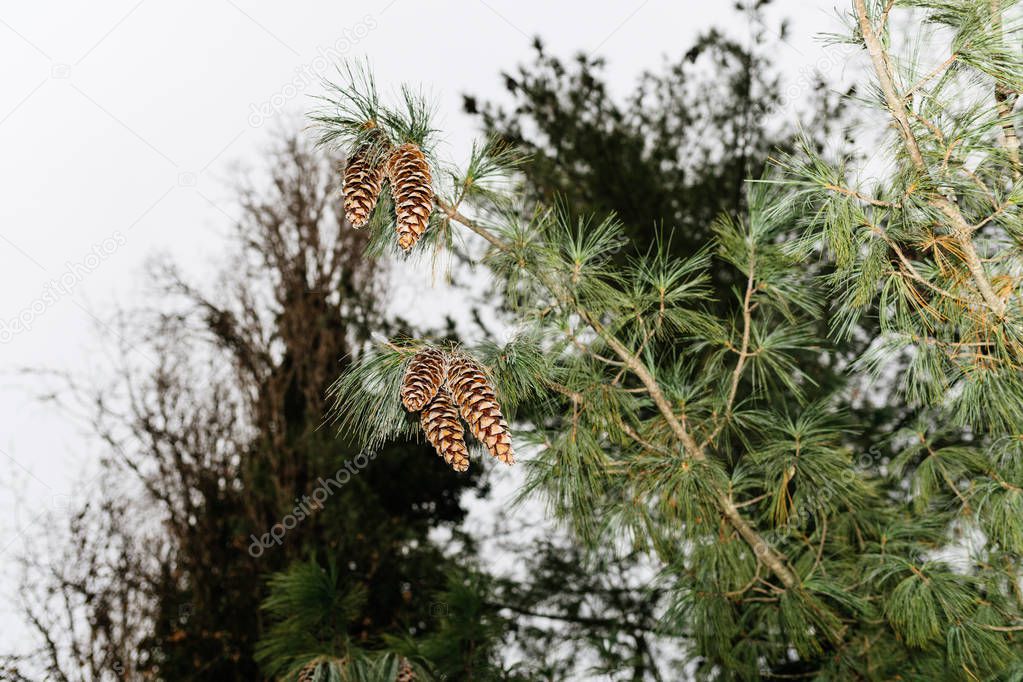 five fir-tree pine cones