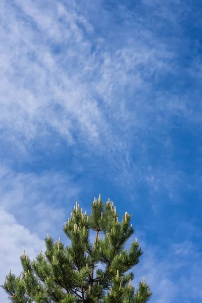 Sunlight over green fir tree blue sky — Stock Photo, Image