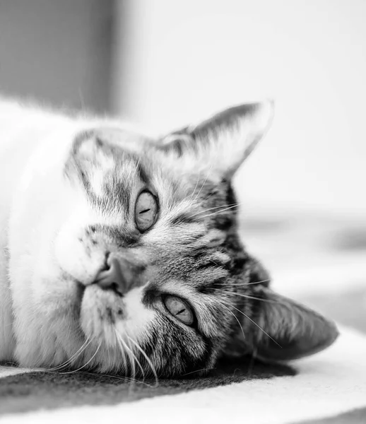 自宅のリビング ルームのカーペットで寝ている猫 — ストック写真