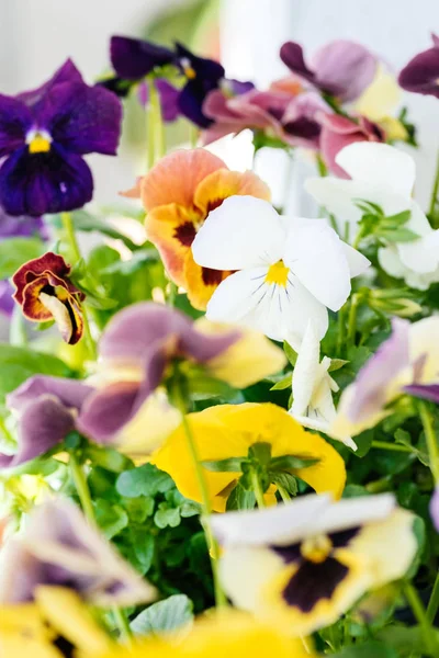 Viola virág makro lövés — Stock Fotó