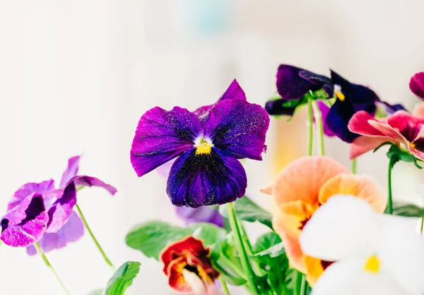 Makroaufnahme von Viola-Blumen — Stockfoto