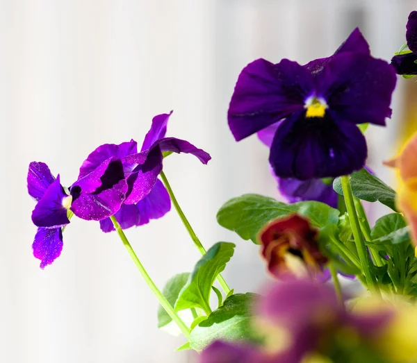 Makro snímek květiny viola — Stock fotografie