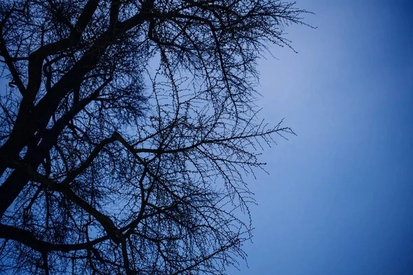 Вид на навес дерева из-под заката зимы — стоковое фото