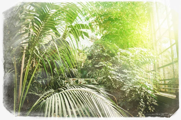 Luksusowych prywatnych tropikalnym ogrodem z palmami — Zdjęcie stockowe