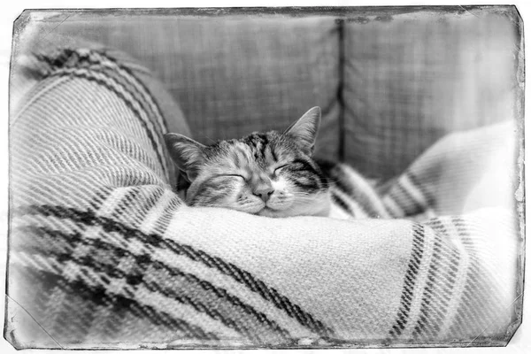 Cue cat sleeping on blanket — Stock Photo, Image