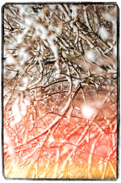 Vista a través de ramas nevadas de árboles — Foto de Stock