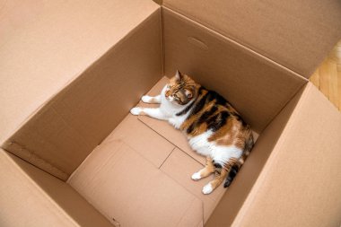 Meraklı kedi bir karton karton kutu unboxing içinde