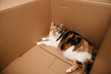 Kameraya bakarak bir karton kutu içinde meraklı kedi