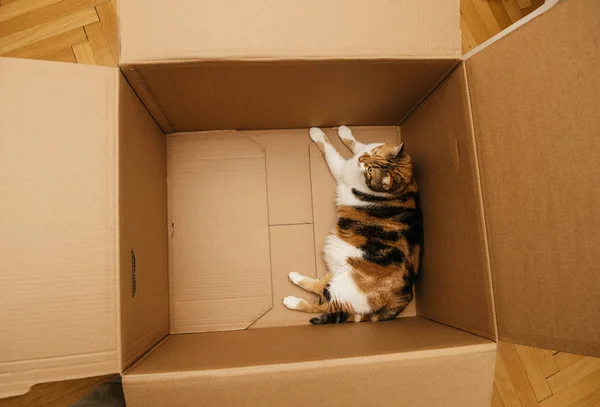 Kat in een doos kartonnen doos — Stockfoto