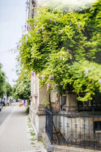 Hermosa planta de glicina en la calle del edificio francés — Foto de Stock