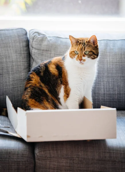 Mooie nieuwsgierige kat in een doos op de woonkamer sofa — Stockfoto