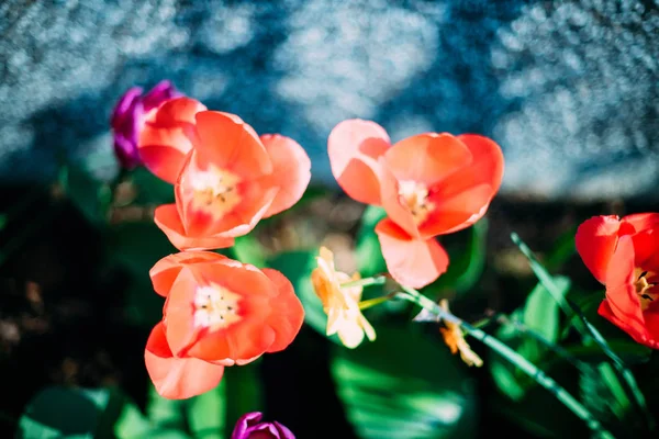 Tulipanes en el jardín flor fresca de primavera para Pascua y vacaciones —  Fotos de Stock