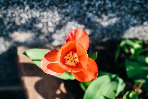 Tulipanes en el jardín flor fresca de primavera para Pascua y vacaciones —  Fotos de Stock
