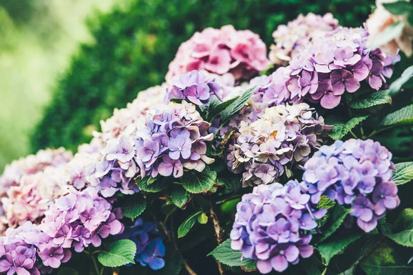 Lindas plantas de rododendros em flor — Fotografia de Stock