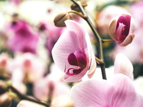 Florist store with beautiful in bloom orchid flower white pink — Stock Photo, Image