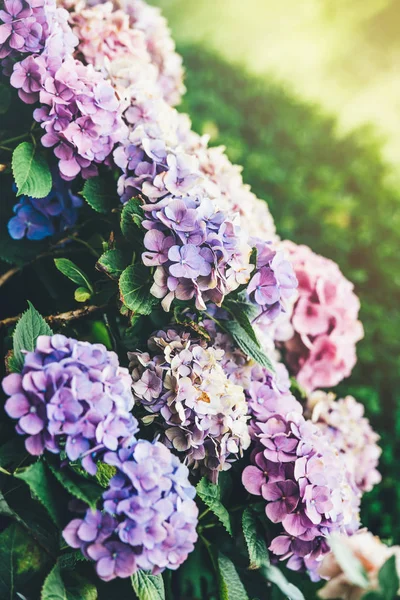Прекрасные рододендронные растения в цвету — стоковое фото