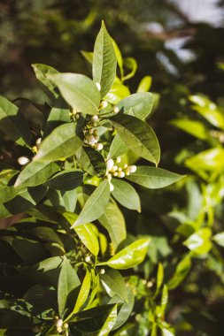 Atina caddesinde çiçek açan portakal ağacı dalı 