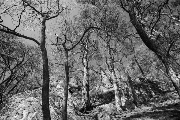 Монохромный черно-белый сосновый лес во французском Ривиле — стоковое фото