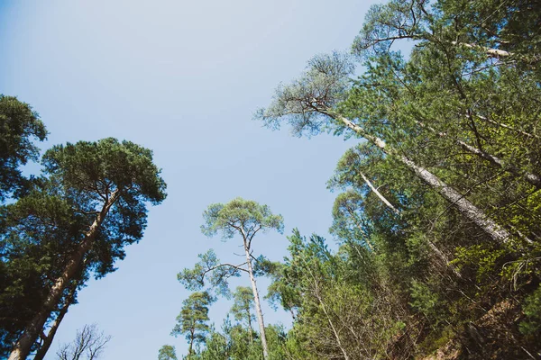 Amplia vista del ángulo sobre el bosque de pinos cielo azul — Foto de Stock