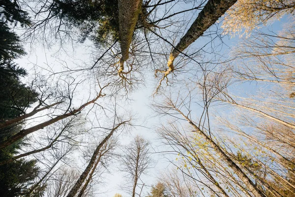 Vista en ángulo bajo de las copas de los árboles en el bosque en primavera — Foto de Stock