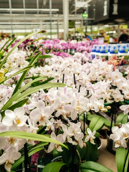 Florista loja com bonito em flor flor de orquídea — Fotografia de Stock