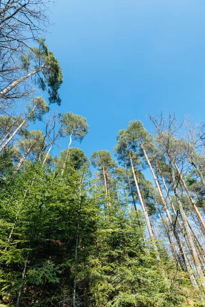 Tallar skärmtak i fransk skog med klarblå himmel — Stockfoto