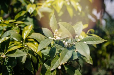 Atina caddesinde çiçek açan portakal ağacı dalı 