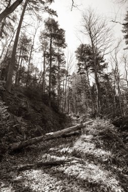 Çam ormanı sepya tonlu düşük açı