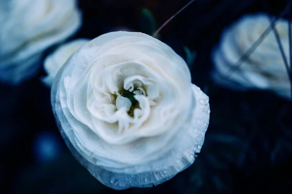 Fotografia romântica da flor Ranunculus — Fotografia de Stock