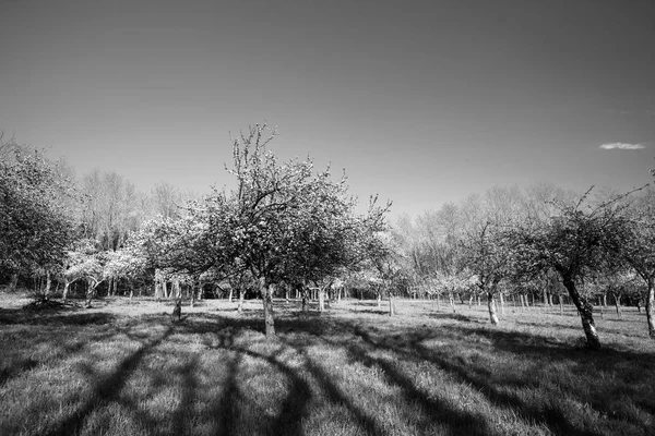 Gran jardín de árboles orgánicos bio en flor en blanco y negro — Foto de Stock