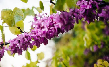 Çiçek yakın çekim Judas ağacının Dalı