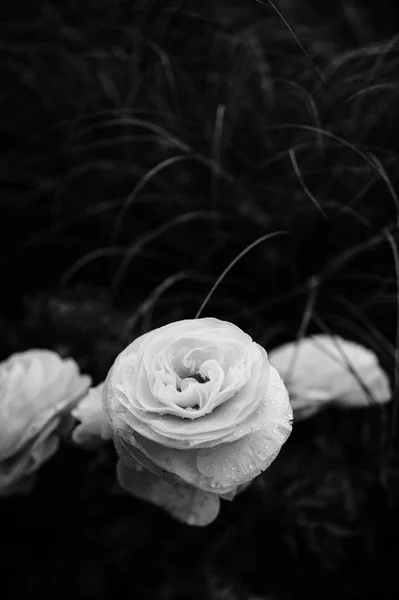 Romantisches Foto von Hahnenfuß-Blume — Stockfoto