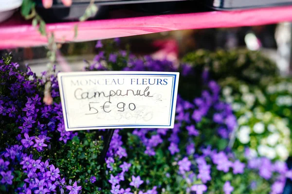 Campanula pot virág 5 euro 90 cent virágárus tárolni — Stock Fotó