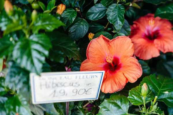 Lente de desplazamiento basculante utilizada sobre flor de hibisco en flor —  Fotos de Stock