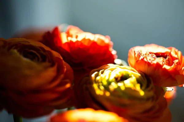Розфокусований ранункулюс квітка боке — стокове фото