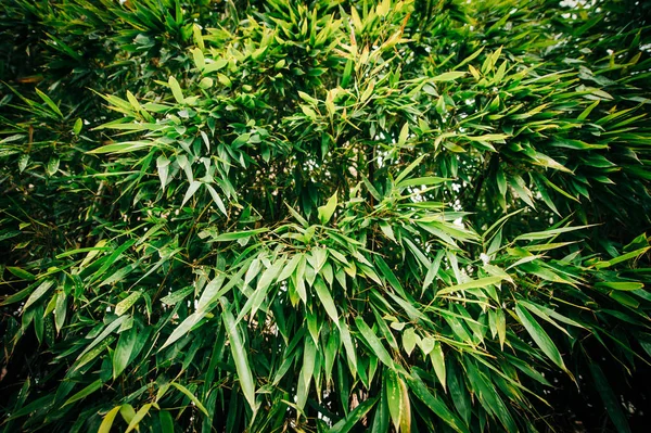 Bambusowe liście leśne — Zdjęcie stockowe