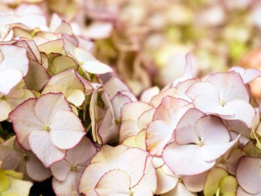 Ortanca yakın çekim çiçeğinin makro detayı