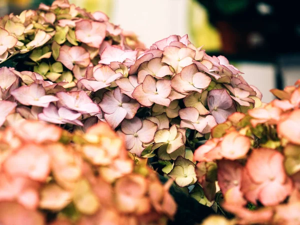 Detalhe macro de hortênsia hortensia flor rosa flor — Fotografia de Stock