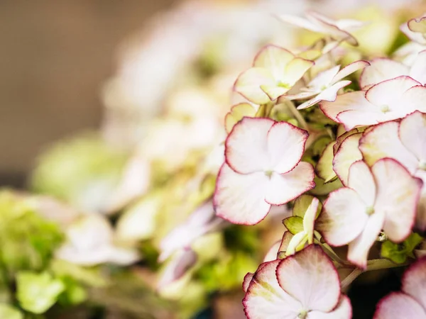 Makro szczegół hortensja kwiat Clos-up — Zdjęcie stockowe