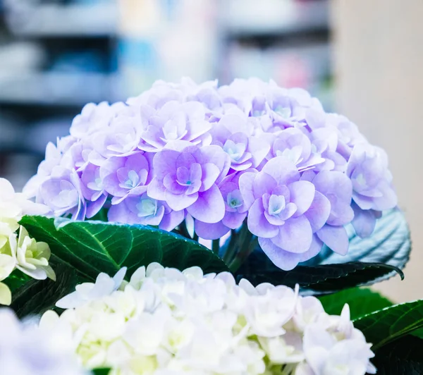 Macro dettaglio di ortensia ortensia fiore viola — Foto Stock