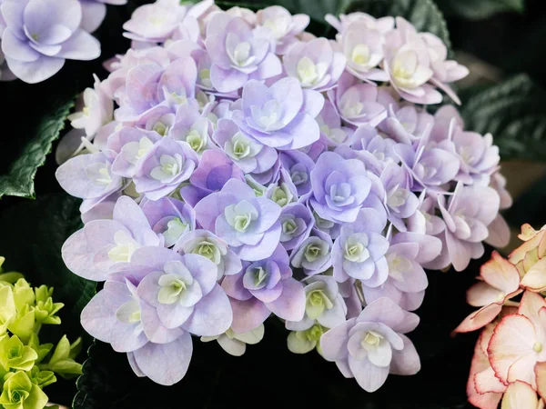 Detalhe macro de hortênsia hortensia pétalas de flores cores violetas — Fotografia de Stock