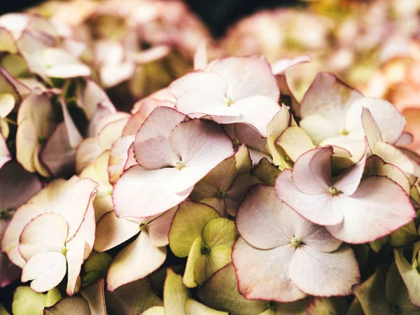 Detalhe macro de pétalas de hortênsia flor de hortensia — Fotografia de Stock